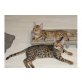 Bengalkatze - Katze