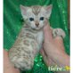 Bengalkatze - Katze