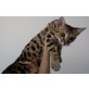 Bengalkatze - Katze