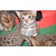Bengalkatze - Katze