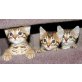 Bengalkatze - Katze