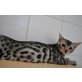 Bengalkatze - Katze