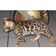 Bengalkatze - Katze