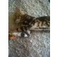 Bengalkatze - Katze