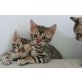 Bengalkatze - Katze