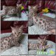 Bengalkatze - Katze