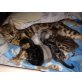 Bengalkatze - Katze