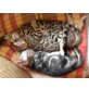 Bengalkatze - Katze