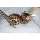 Bengalkatze - Katze