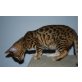 Bengalkatze - Katze