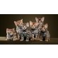 Bengalkatze - Katze