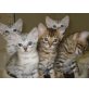 Bengalkatze - Katze
