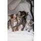 Bengalkatze - Katze