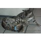 Bengalkatze - Katze