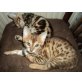 Bengalkatze - Katze