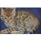 Bengalkatze - Katze
