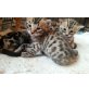 Bengalkatze - Katze