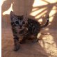 Bengalkatze - Katze
