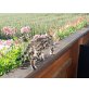Bengalkatze - Katze