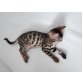 Bengalkatze - Katze