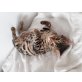 Bengalkatze - Katze