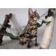 Bengalkatze - Katze