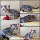 Bengalkatze - Katze