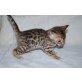Bengalkatze - Katze