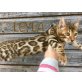 Bengalkatze - Katze