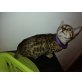 Bengalkatze - Katze