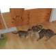 Bengalkatze - Katze