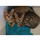 Bengalkatze - Katze
