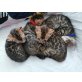 Bengalkatze - Katze