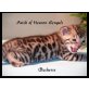 Bengalkatze - Katze