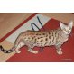 Bengalkatze - Katze