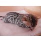 Bengalkatze - Katze