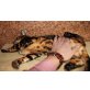 Bengalkatze Yuki 3 Jahre alt, Bengalkatze - Katze
