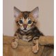 Bengalkatze u Bengal Kater, Bengalkatze - Katze