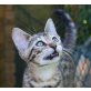 Bengalkatze u Bengal Kater jetzt zum abgeben!, Bengalkatze - Kater