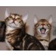 Bengalkatzen Kater u Katze, Bengalkatze - Kater