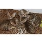 Bengalkatzen Kater u Katze, Bengalkatze - Kater