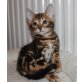 Bengalkitten, Bengalkatze - Kater