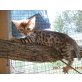 Bengalkitten, Bengalkatze - Kater