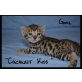 Bengalkitten, Bengalkatze - Katze