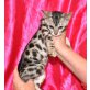 Bengalkitten - Katze