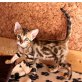 Bengalkitten SORAYA of WHITECREEK, Bengalkatze - Katze