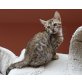 Bengalkitten jetzt zum abgeben!!!, Bengalkatze - Kater