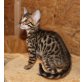 Bengalkitten of WHITECREEK, Bengalkatze - Kater