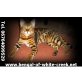 Bengalkitten of WHITECREEK, Bengalkatze - Katze
