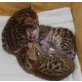Bengalkitten of Whitecreek, Bengalkatze - Kater